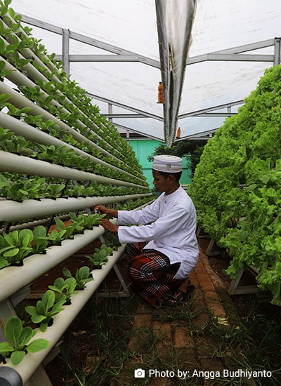 Urban Agriculture and Food Security in Development Planning