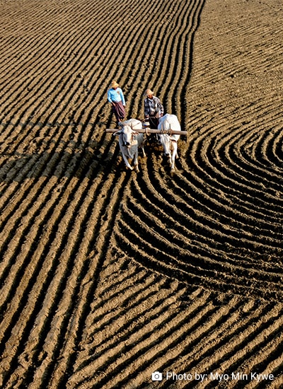 The Microeconomics of Agricultural Development: Risk, Institutions, and Agricultural Policy