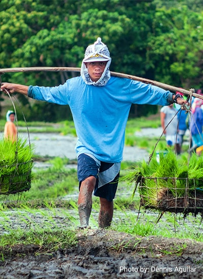 Motivation toward Rice Farming in Margokaton Village, Sleman District, Yogyakarta Province, Indonesia