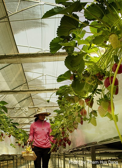Analysis of the Strawberry Value Chain in the Philippines
