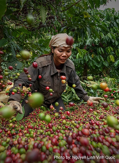 Farming Systems and GAP Adoption in JASS Coffee in Tlahab, Temanggung Regency, Indonesia