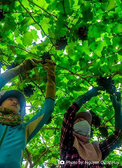 Influence of Women’s Participation on the Management and Internal Control of Cooperatives in Vietnam