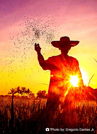 Understanding the Uptake of NSIC Rc 160 Rice Variety in the Philippines