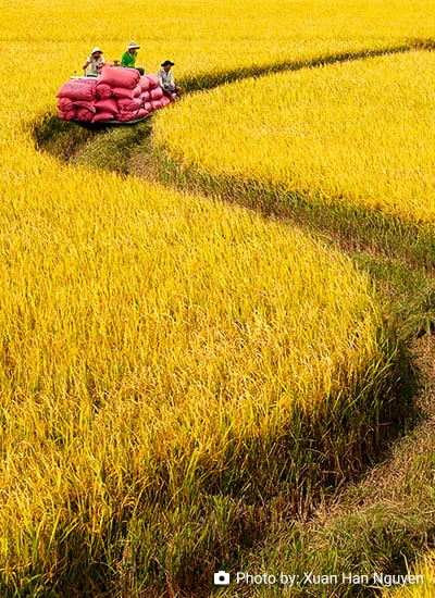 Policy Comment: Unraveling the Rice Varietal Dilemma within the EU-Vietnam Trade Agreement