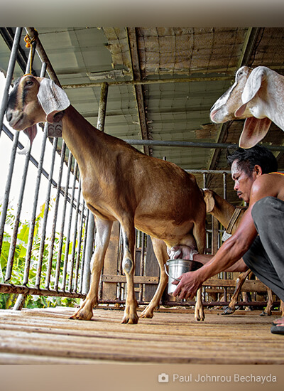 Development of the Malaysian Dairy Goat Value Chain: Farm-to-Glass and Productivity Perspectives